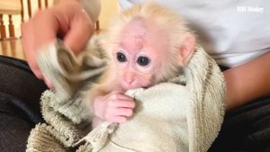 Bibi monkey 8 months old Smart Knows how to Get Clothes to Wear