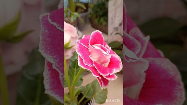 смотрите какая красота 🤗🤗🤗🌸