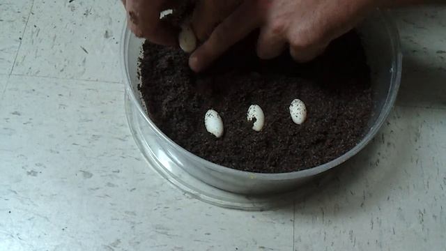 Kimberly Rock Monitor Eggs.