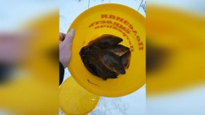 2025. Немятово. Зима