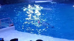 Москвариум дельфины