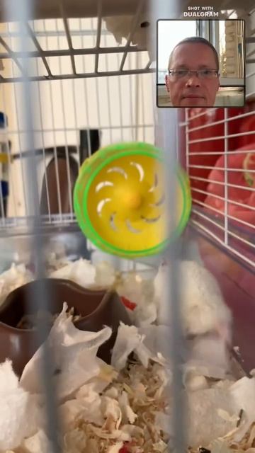 Хомячок #джунгарик астронавт и растения смотреть онлайн