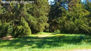 ДРОЗД ,ЕГО ПЕНИЕ СНИМЕТ НЕРВНОЕ НАПРЯЖЕНИЕ,УСПОКОИТ,ПОДАРИТ РАДОСТЬ,УМИРОТВОРЕНИЕ И ПОКОЙ (360p).mp4