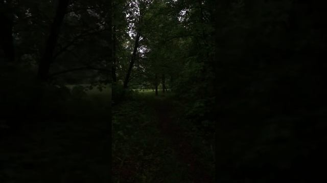 Пение птиц в парке Царицыно Москва смотреть онлайн