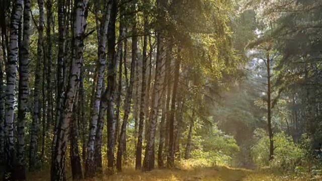 звуки леса смотреть онлайн