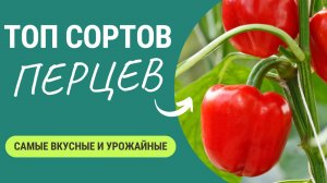 Перцы, Которые Поражают Урожайностью и Вкусом 🌶️👍