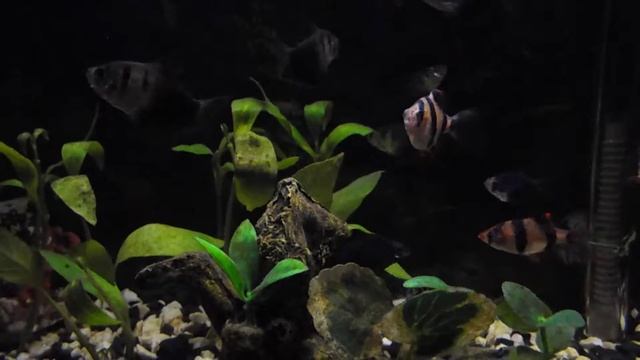 Green tiger barb , five banded barb , tiger barb and black tetra смотреть онлайн