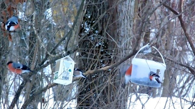 Кормим птиц Кинешма. смотреть онлайн