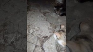 Кот съел скалопендру