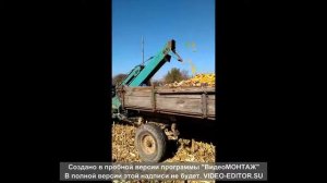 Уборка кукурузы Херсонец 7