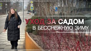 УХОД ЗА САДОМ В БЕССНЕЖНУЮ ЗИМУ