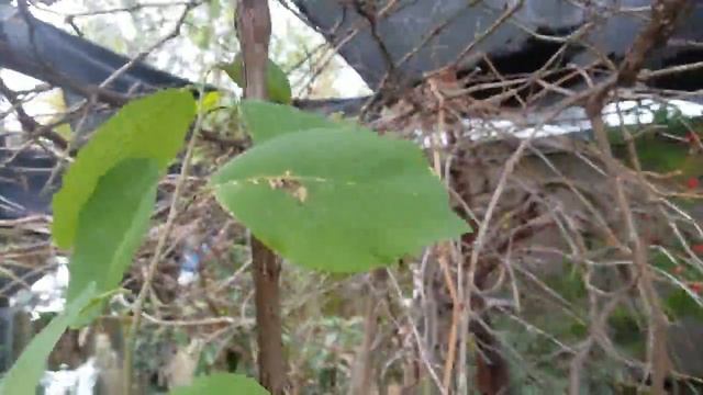 What to expect in early spring on your fruit trees! смотреть онлайн