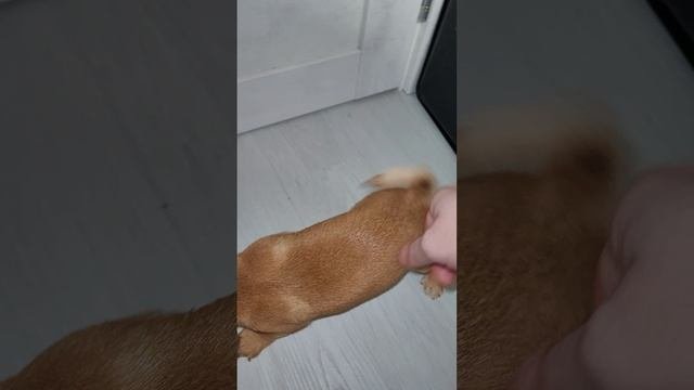 VID_20250305_123034.mp4