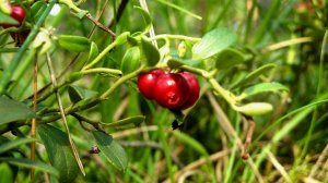 Цветы Сибири