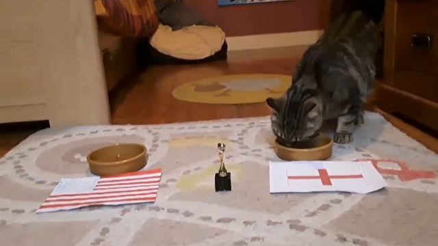 PRONOSTIC OSCAR LE CHAT : USA - ANGLETERRE !!! смотреть онлайн