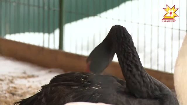 Акăшсем смотреть онлайн