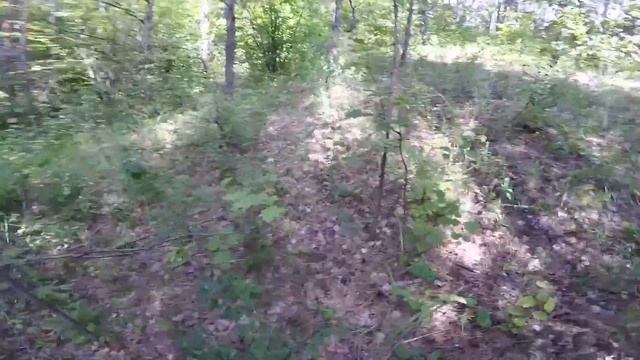 Дичайший VLOG: Как выжить в лесу? смотреть онлайн