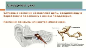 Жилова-Ю.П.Анатомия-слухового-анализатора