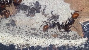 Camponotus gigas 2