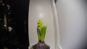 Hyacinth growth timelapse
