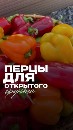 🫑 Сладкий перец для открытого грунта: яркий и вкусный урожай!