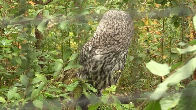 HD Video. Owl. Stockholm. Skansen. смотреть онлайн