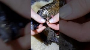 Обрезание когтей у курочки.