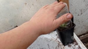 Три способа размножения Павловнии ПАО ТонгZ-07!