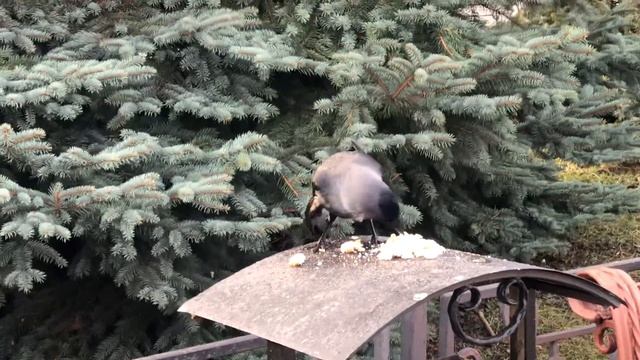 Ох уж эти дамы смотреть онлайн