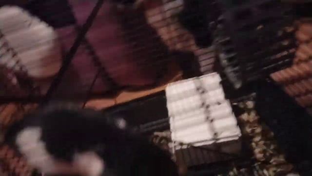 Уборочка у крысюш ❤️🐀🐀 1часть смотреть онлайн