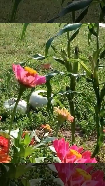 Птичка королек Little bird korolyok смотреть онлайн