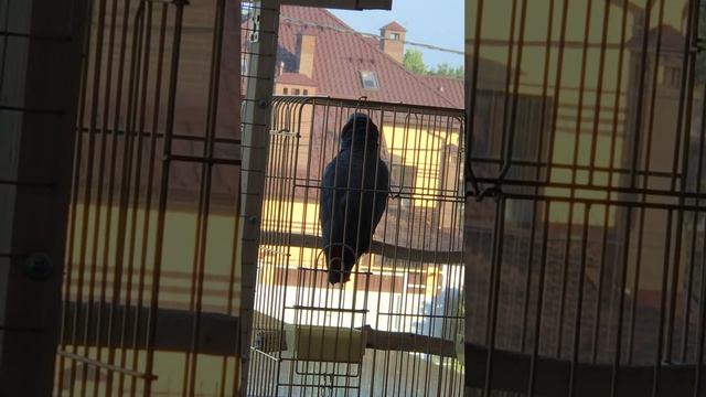 Говорящий попугай жако Моняшка смотреть онлайн