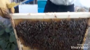 Отводки пчёл в зиму.