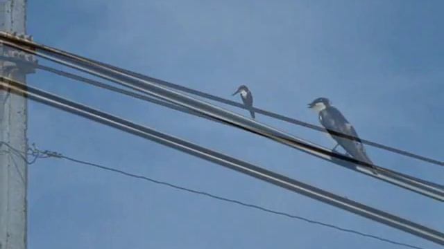 ПТИЧКА НА ПРОВОДЕ музыка Hans Zimmer Птичка на Проводе автор клипа Зоя Боур-Москаленко смотреть онлайн