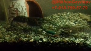 Брачные игры Австралийского красноклешневого рака