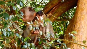 Jade Baby Monkey Fall Down From Tree