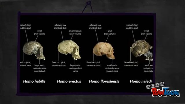 Homo Naledi