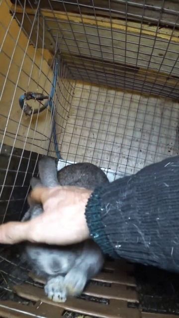 Почему Оладушек маленький? #кролики #rabbit #крольчата #bunny #animals