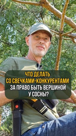 Что делать со свечками-конкурентами за право быть вершиной у сосны?