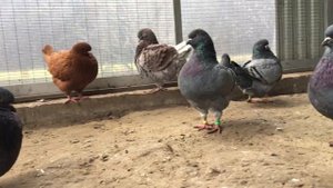 Голуби кинги KING PIGEONS