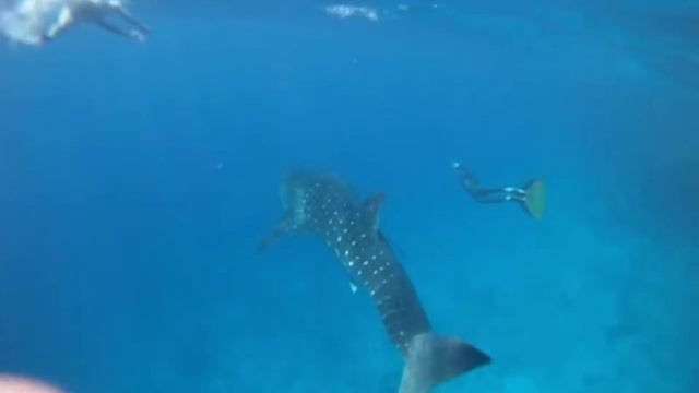 Sharm Whale Shark May 2010 (Sahika) смотреть онлайн