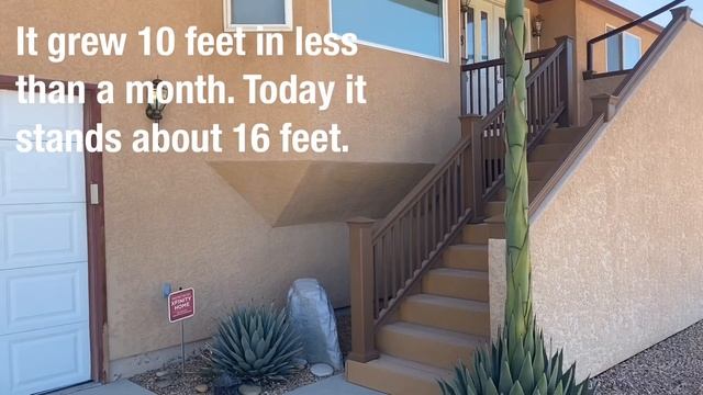 Tall cactus grows in a hurry смотреть онлайн