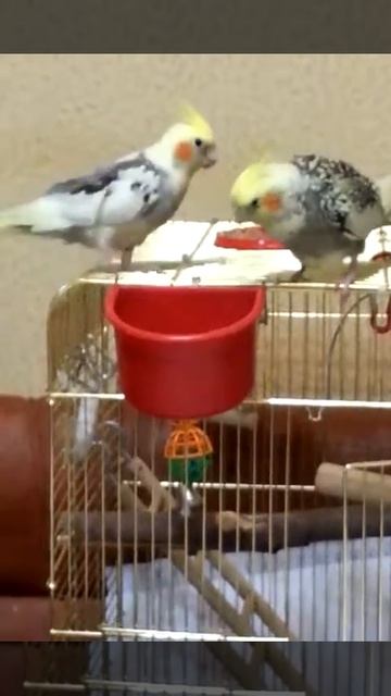 Корелла купается смотреть онлайн