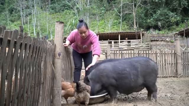 FULL VIDEO: COOKING OIL From Pork Fat | Harvesting & Preserving Fish | Lý Thị Ca
