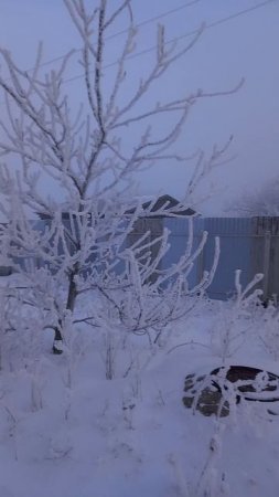 Деревья в серебре,красота зимней природы.