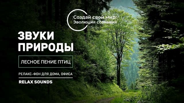 Звуки Природы: лесное пение птиц/Sounds of Nature: Forest Birds Singing. Релакс фон смотреть онлайн