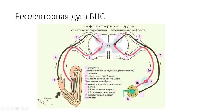 11.1 Спинной мозг