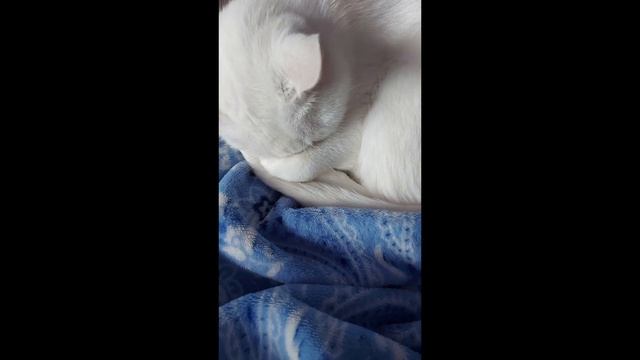 МАМА... @СВЕТИКМОЙСВЕТЛАНА-д8х ЕТИК