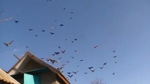 ГОЛУБИ НИКОЛАЕВСКИЕ г Мариуполя