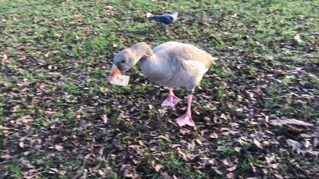 Part 3: Hyde Park, Ducks and Swans смотреть онлайн